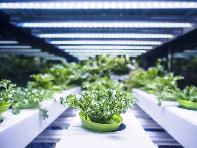 Best LED Grow Lights for indoor plants