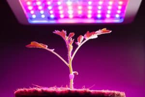 Benefits of UV light on indoor plants under LED grow lights