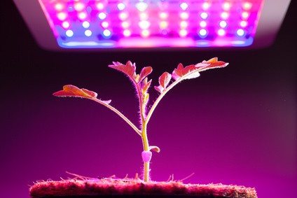 Benefits of UV light for plants grown indoors