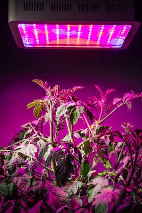 Tomatoes under LED grow lamp