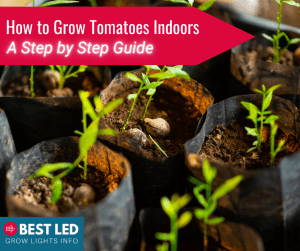 How to Grow Tomatoes Indoors a step by step guide