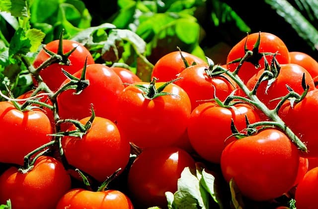 How To Grow Tomatoes Indoors A Step By Step Guide Best Led