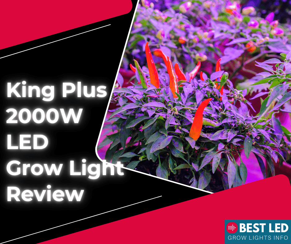 king plus 2000w led grow light review