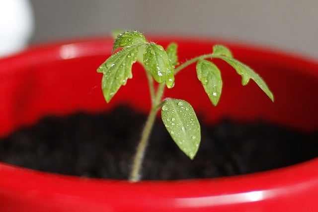 starting tomato seeds indoors