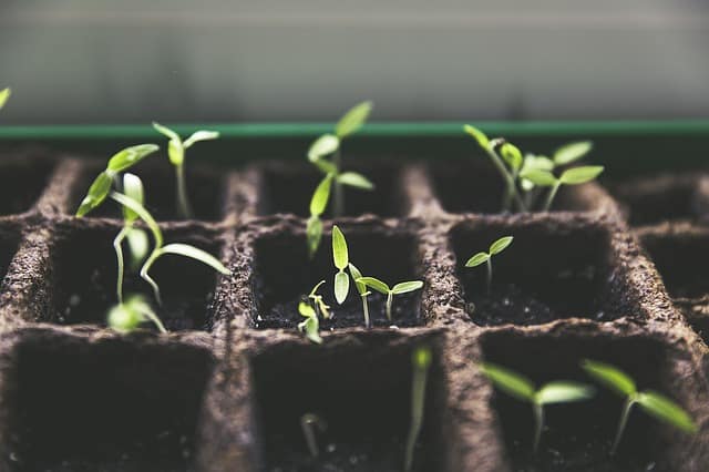 How a propigation heating mat helps seedlings