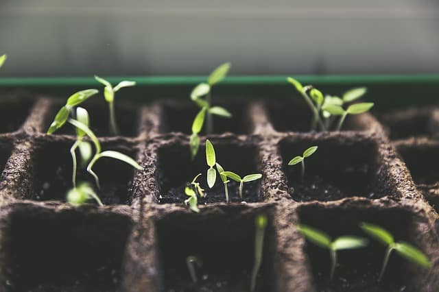 starting tomatoes indoors