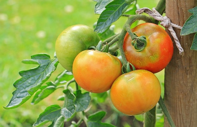 tomato growing indoors