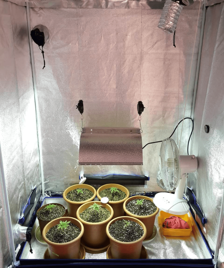 plants in grow tent