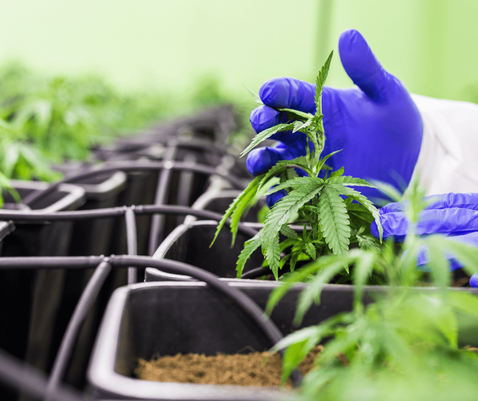 small cannabis plants