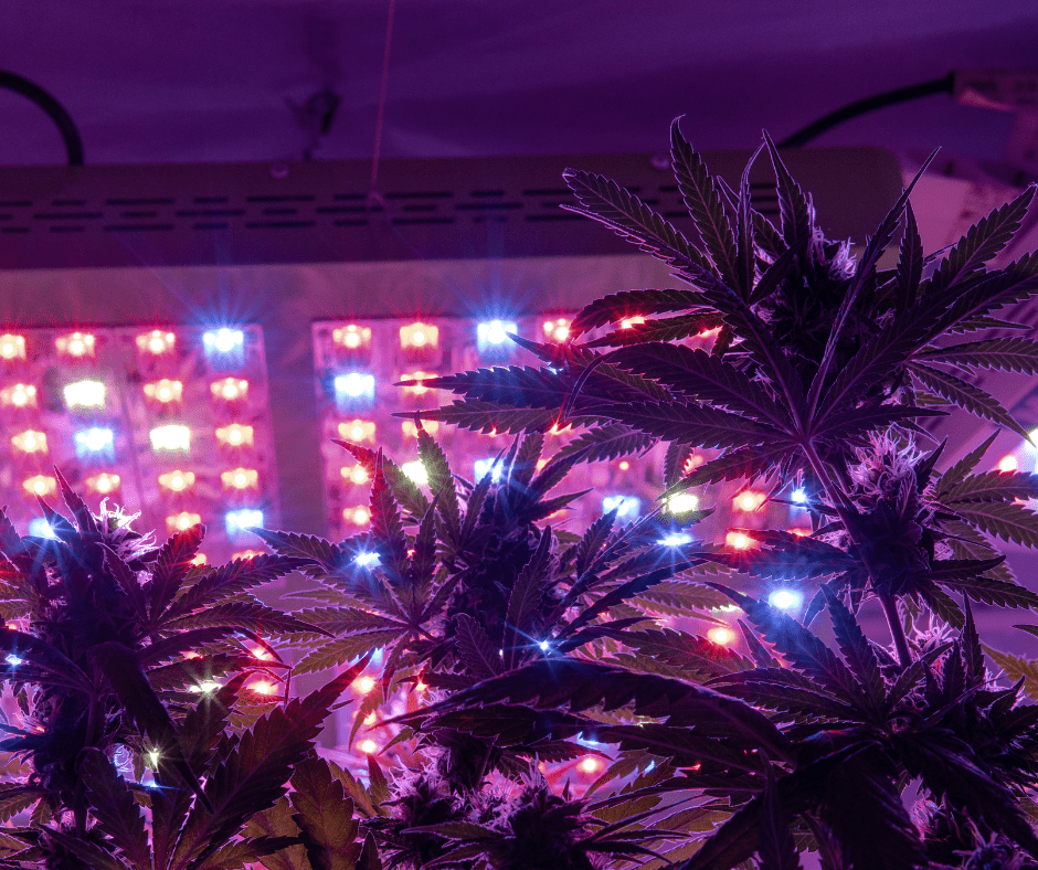 weed under led lights