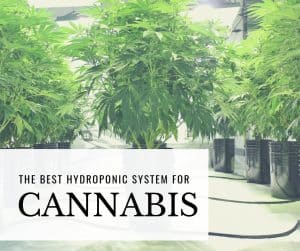 the best hydroponic system for weed