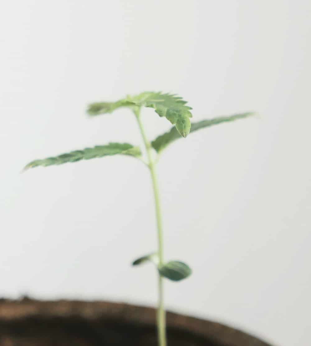 marijuana growing stages - seedling