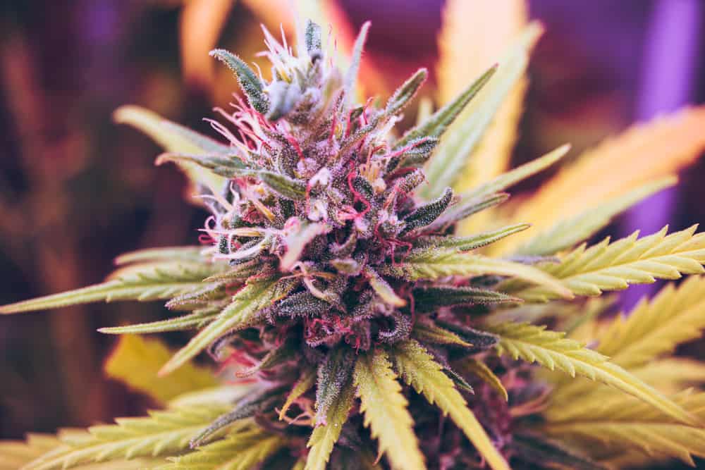 marijuana growing stages - flowering