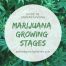 Guide to Understanding the Marijuana Growing Stages