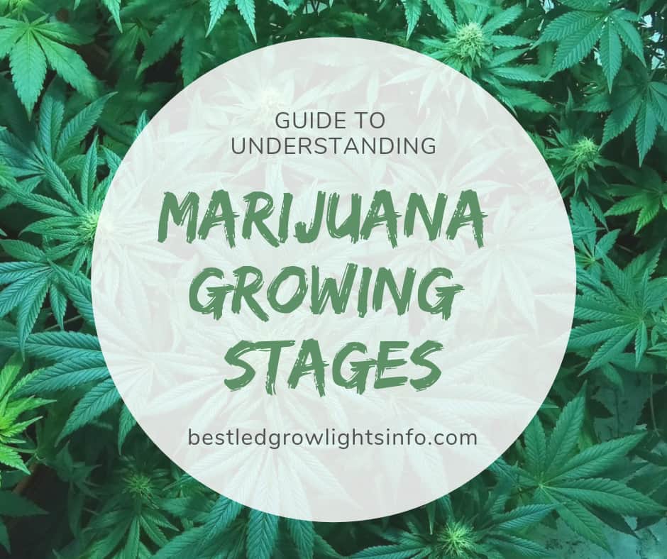 Guide to understanding marijuana growing stages