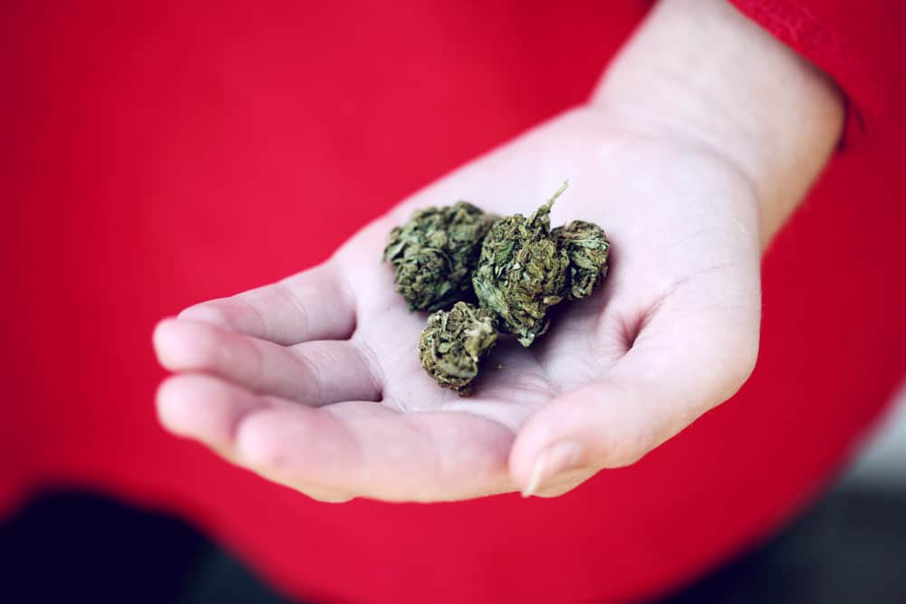 marijuana growing stages - harvesting cannabis buds