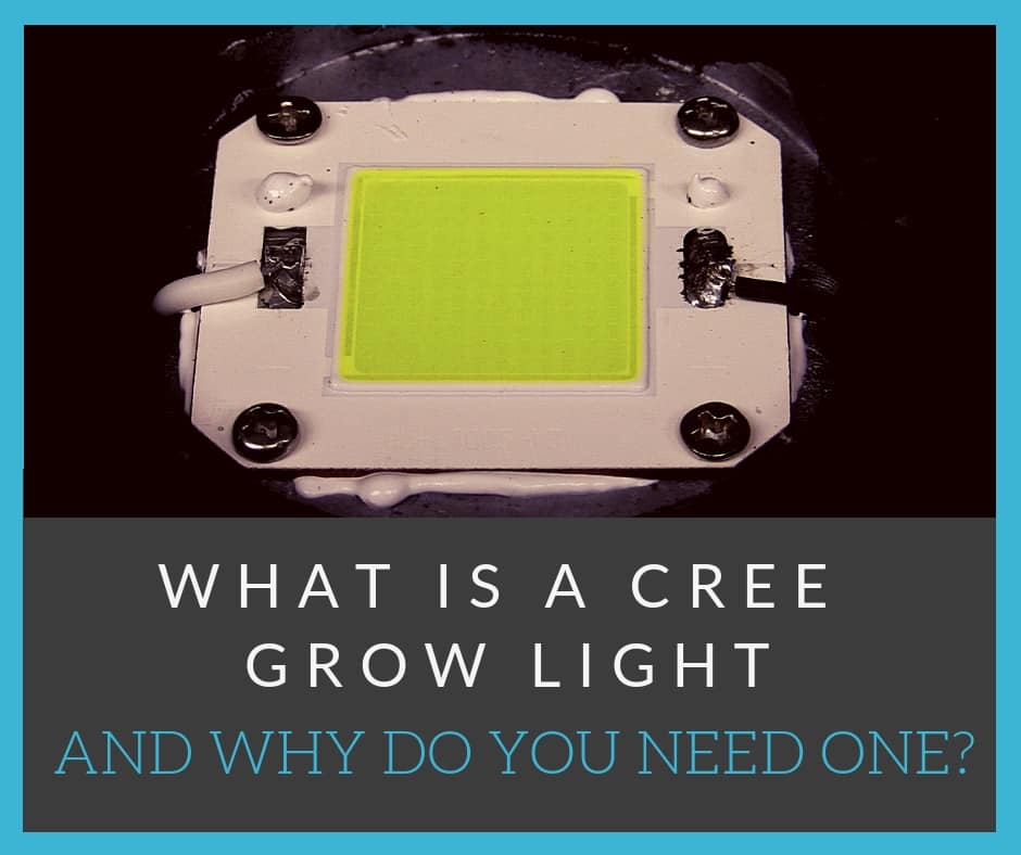 what is a cree grow light and why do you need one