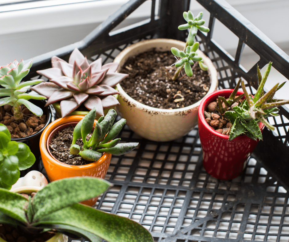 how to grow succulents at home