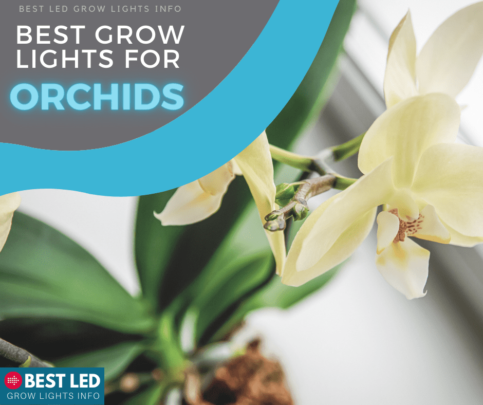 best grow lights for orchids