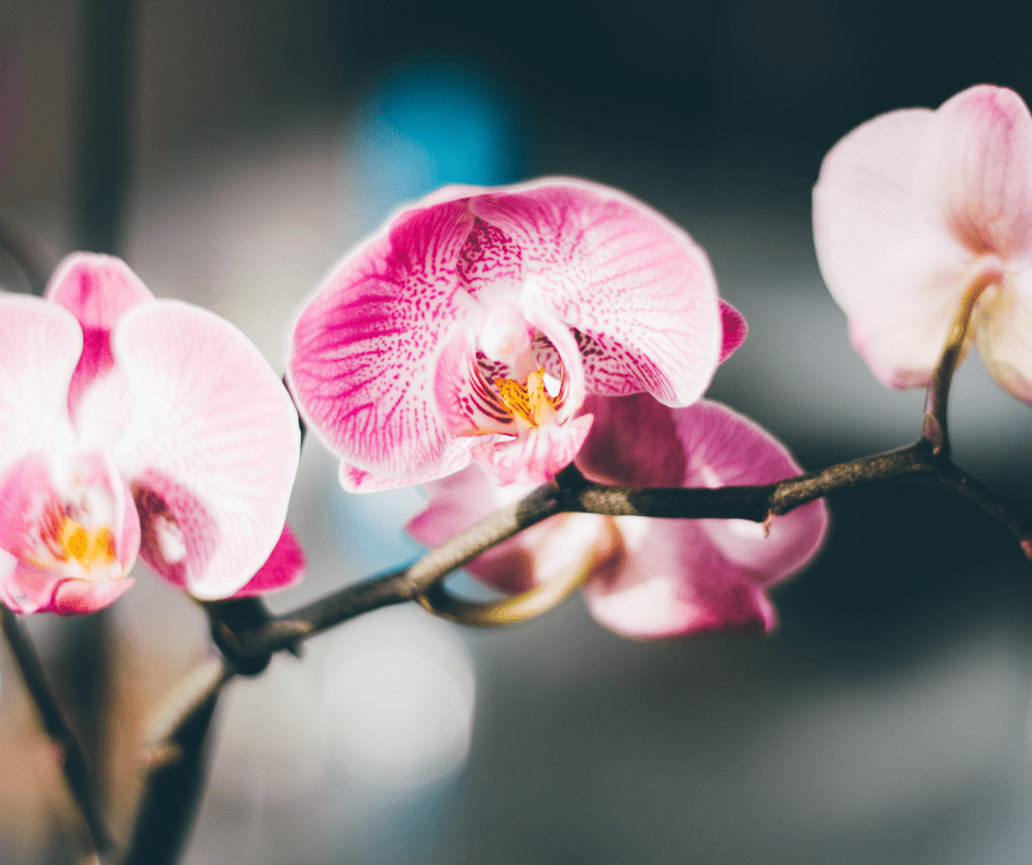 pink orchids