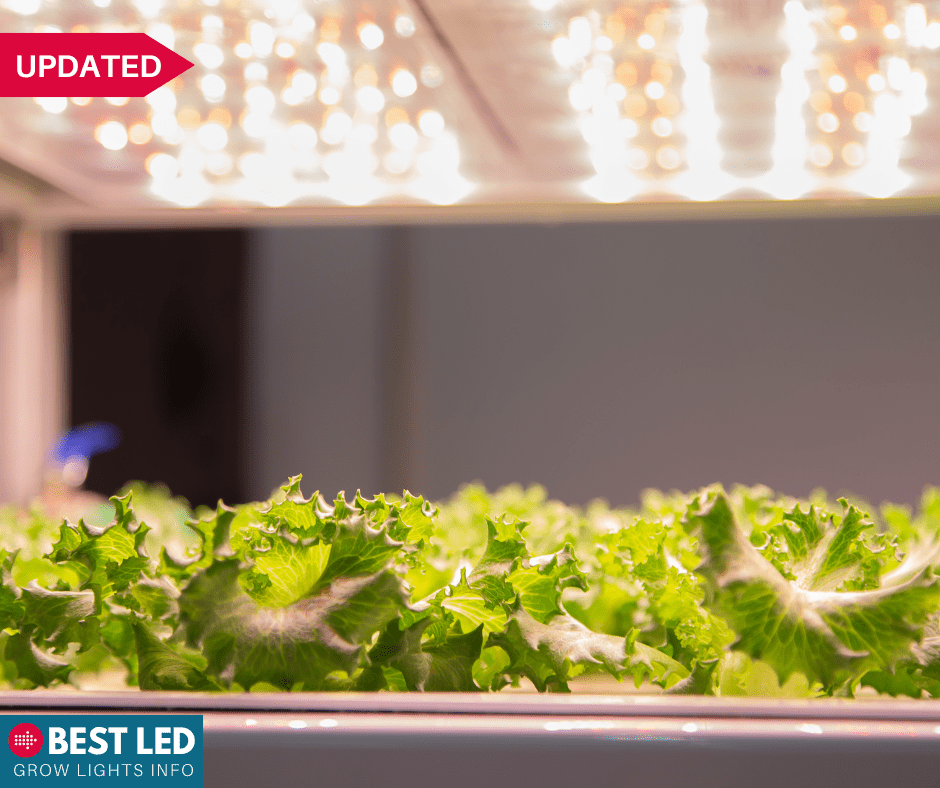 growing plants under an led grow light