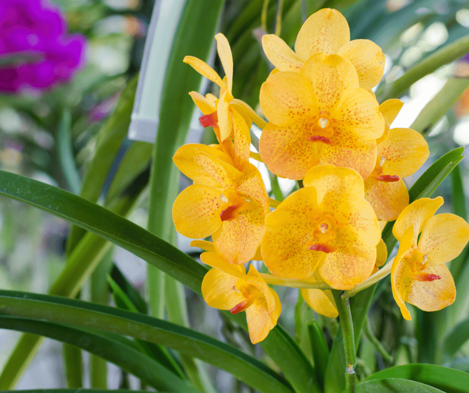 yellow orchids