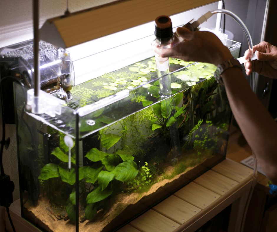 fish aquarium