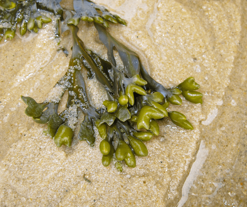 seaweed