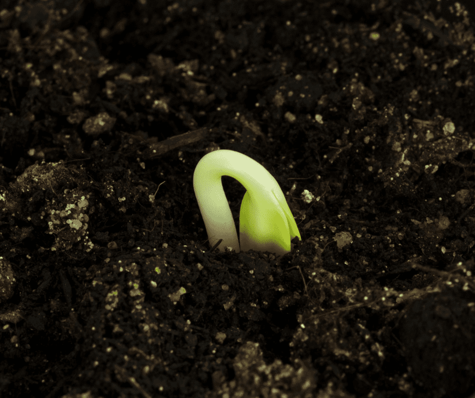 seedling