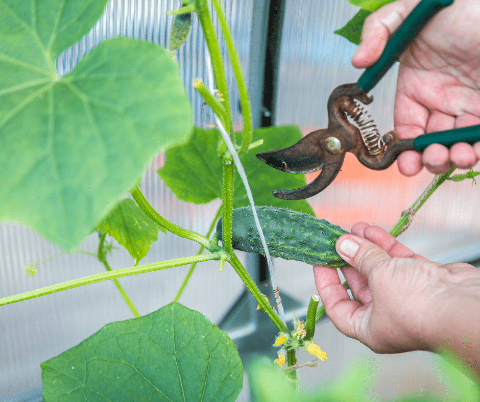 cucumbers