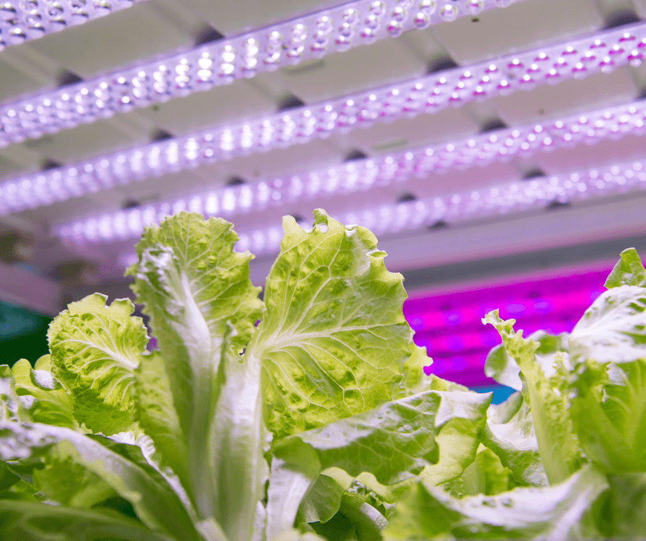lettuce growing under led lights