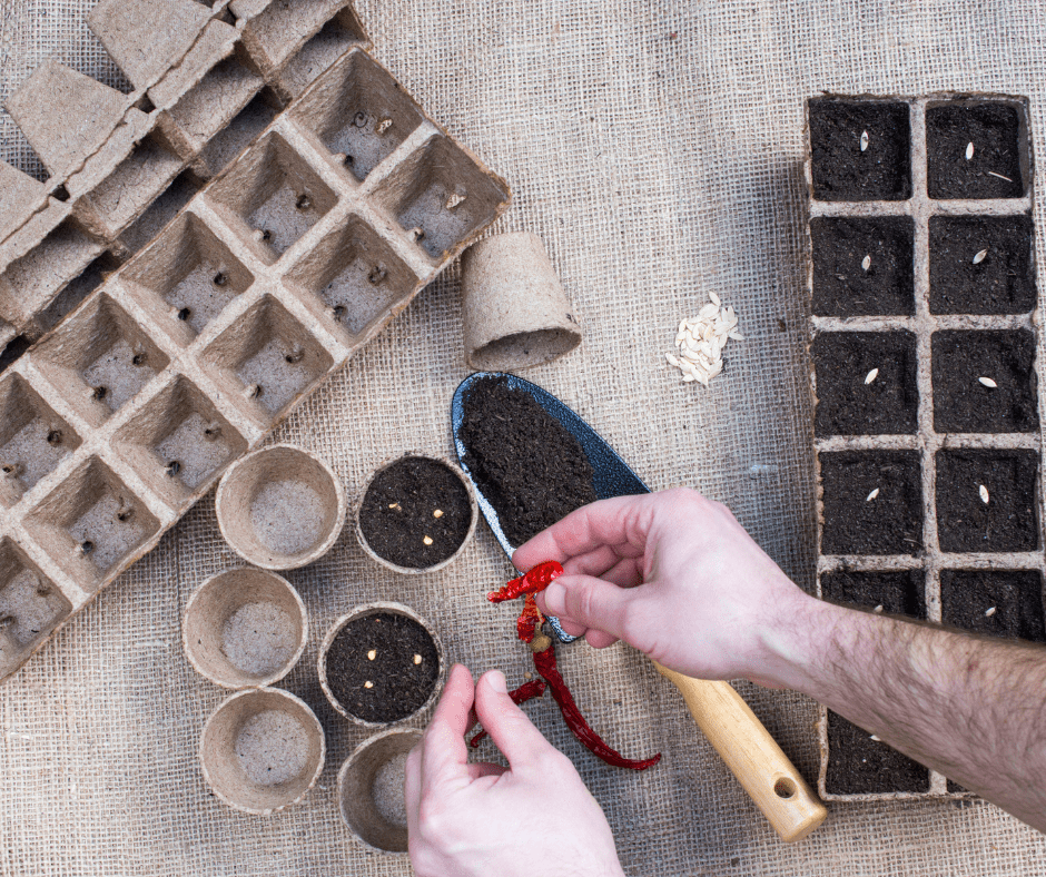 planting seedlings