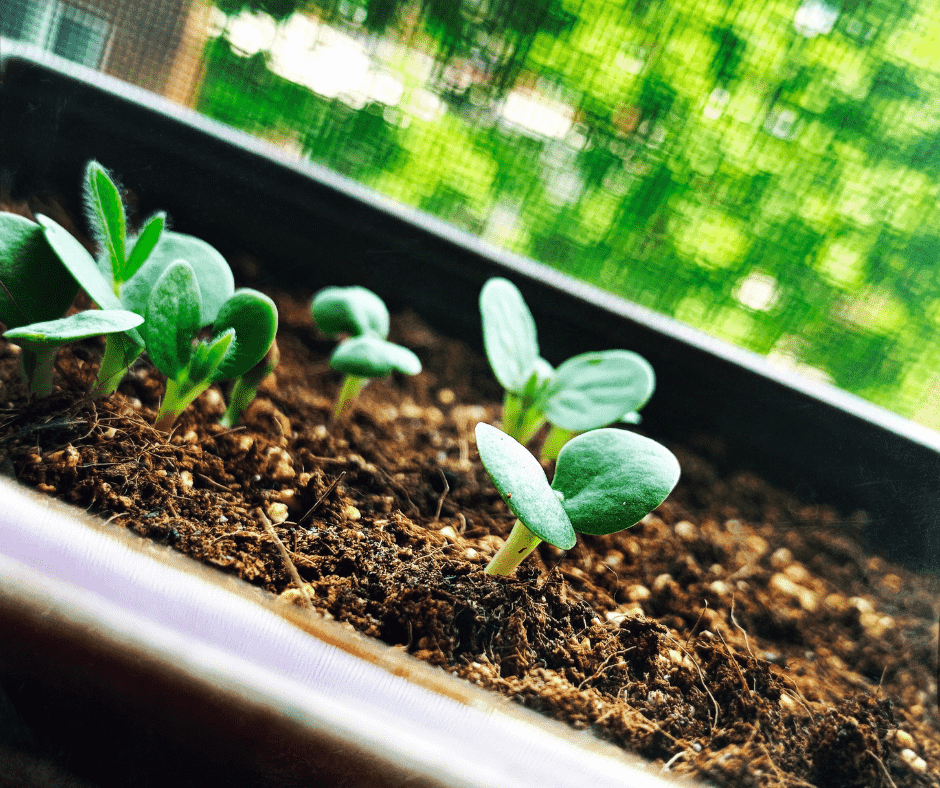 seedlings in a sunny window