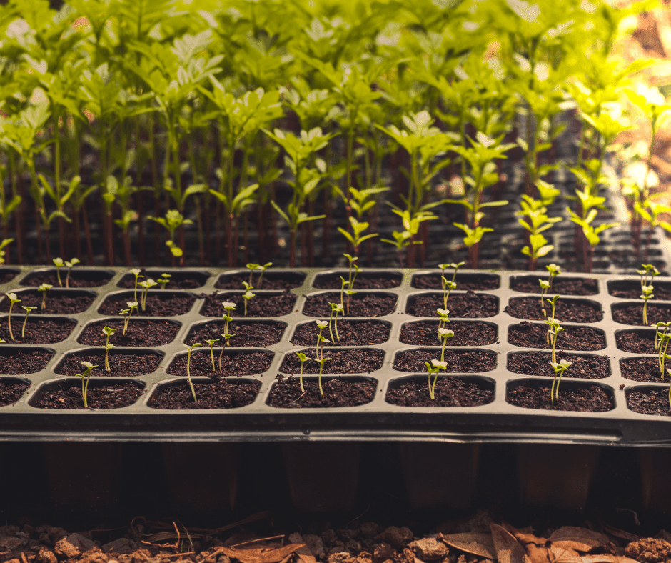 seeds sprouting