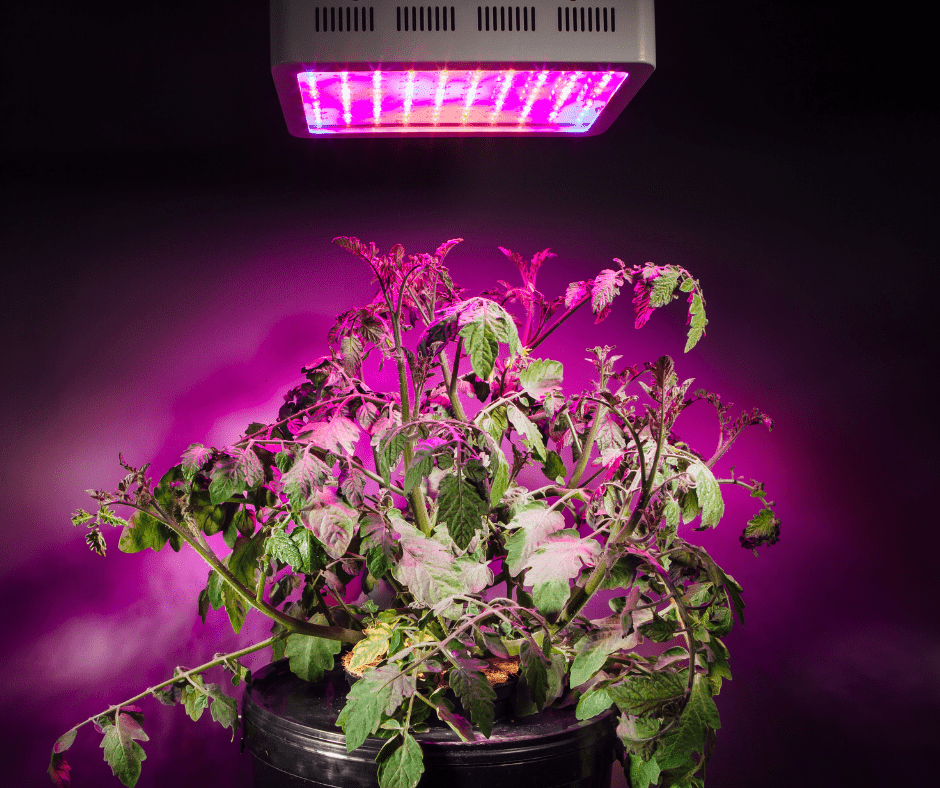 tomatoes under a grow light