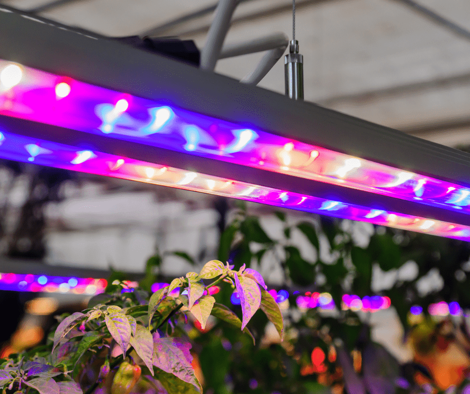 tomatoes under led lights