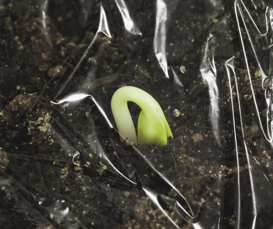 wrapping seeds for humidity