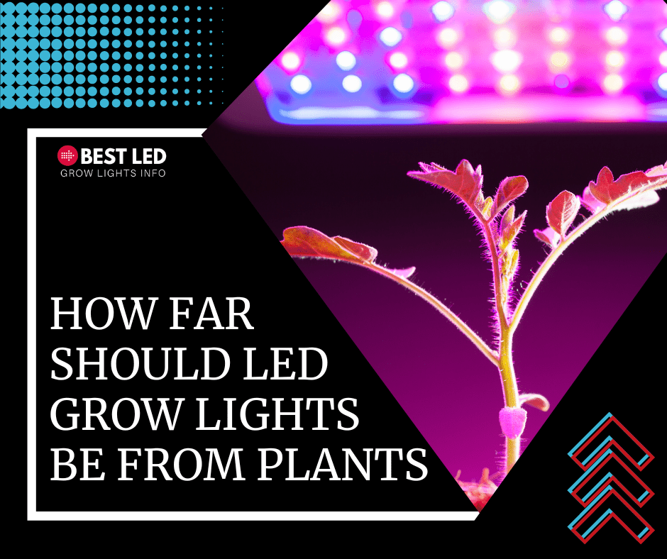 How Far Should LED Grow Lights Be from Plants
