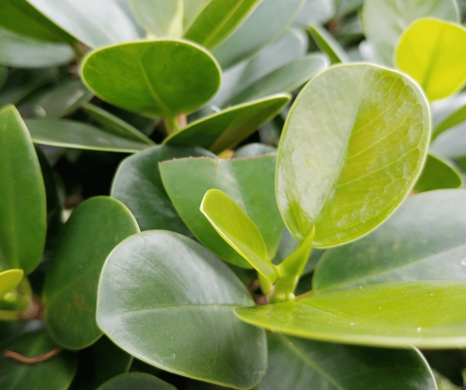 leaves turning discolored