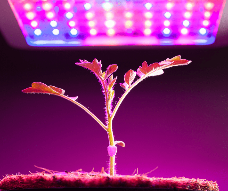 plant close to led light