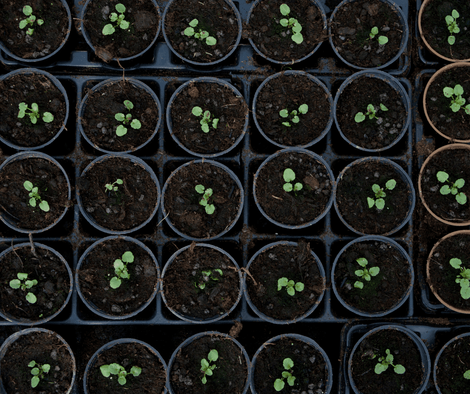 seedlings