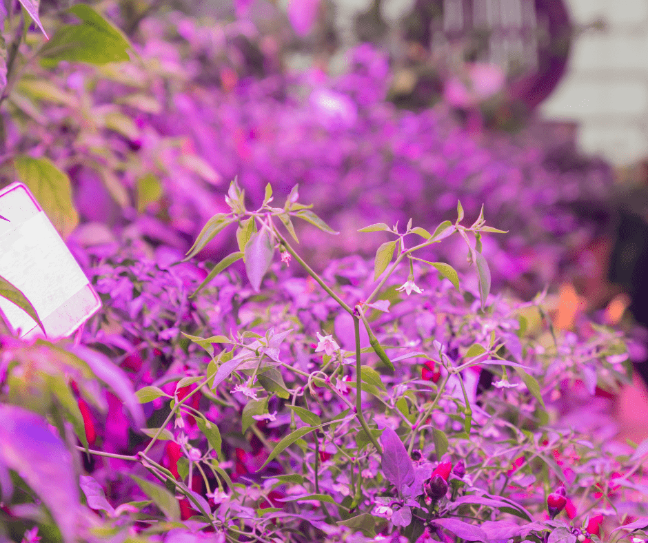 vegetables grown under an LED