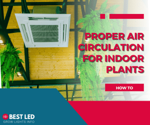 Proper Air Circulation for Indoor Plants