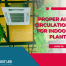 Proper Air Circulation for Indoor Plants