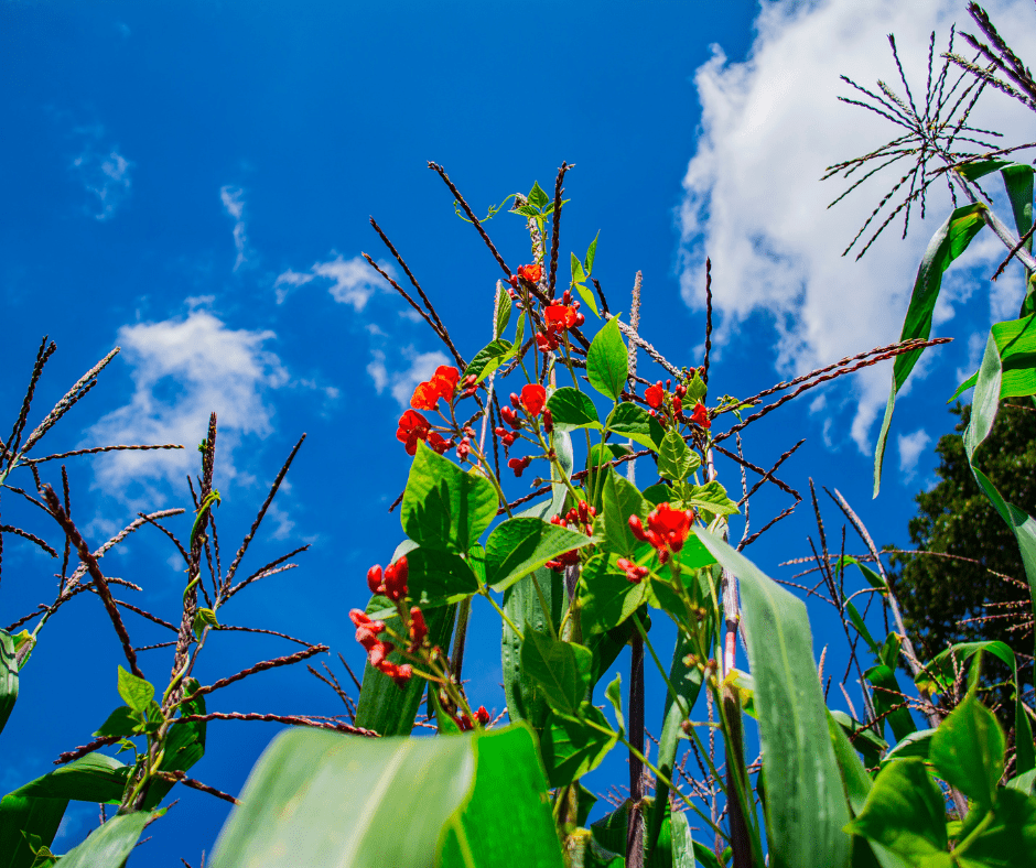 corn beans squash