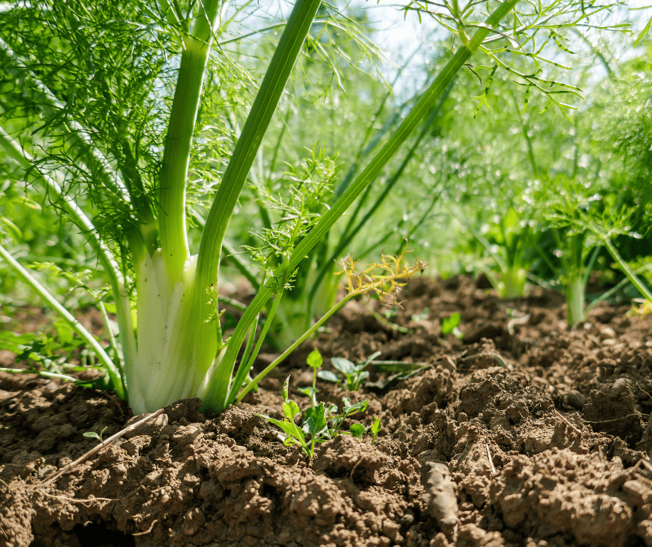 fennel is not a good vegetable companion plant