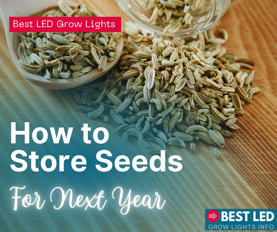 how to store seeds for next year
