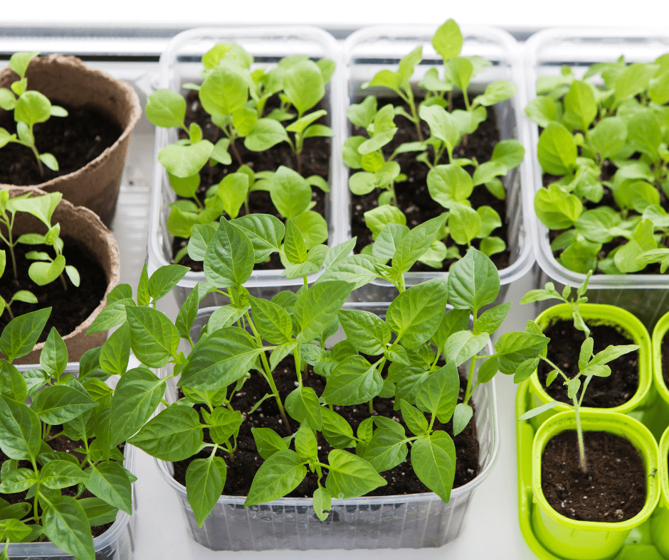 indoor garden