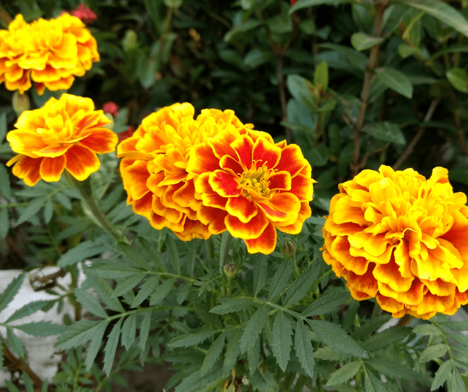 marigolds