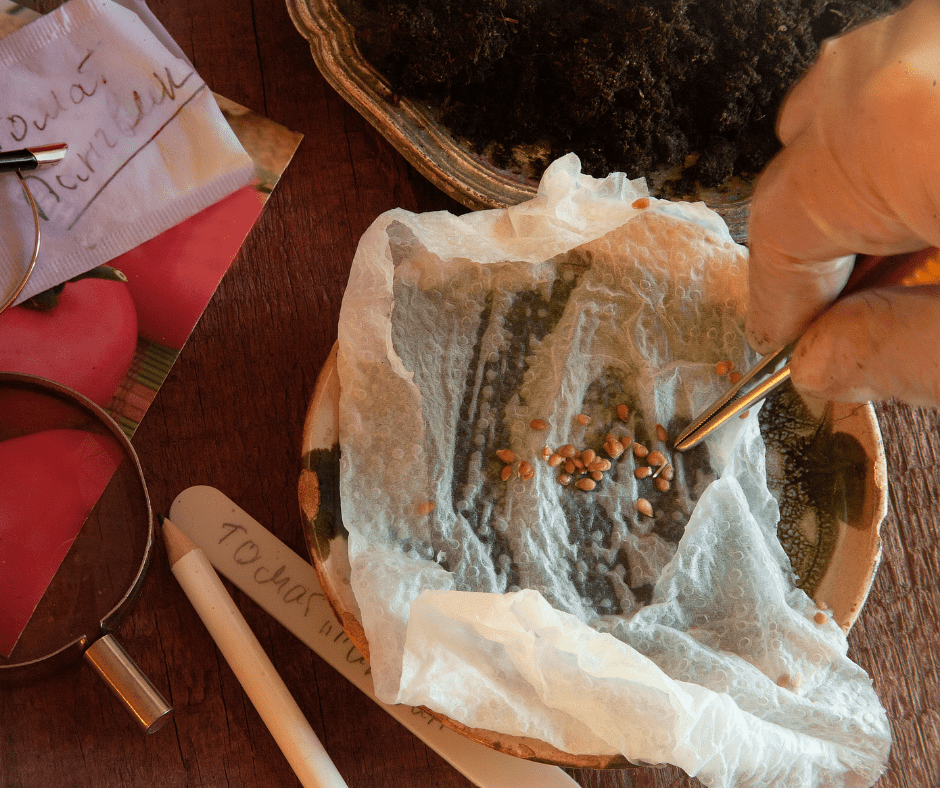 tomato seeds with pulp